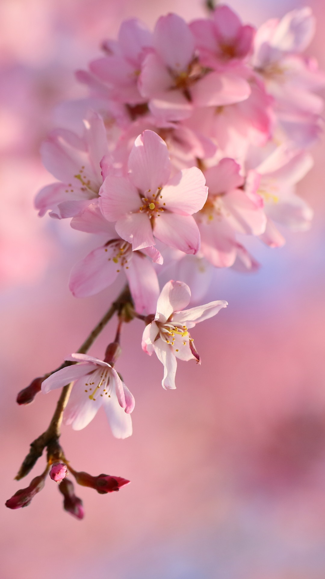 Cherry Blossoms iPhone Wallpaper (75+ images)