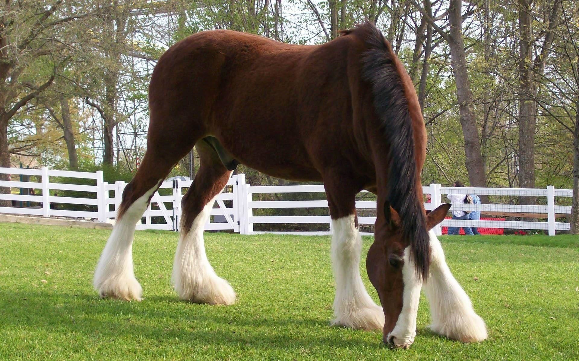 Clydesdale Horses Wallpaper (49+ images)
