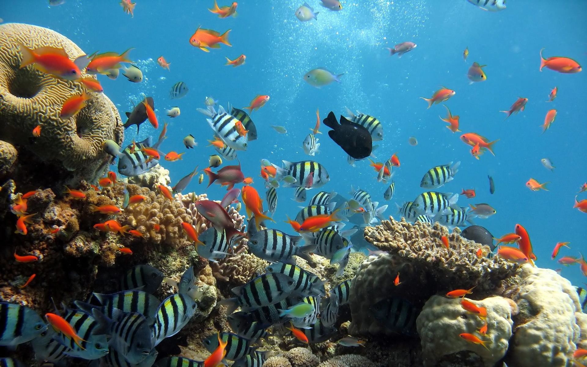 Sea Creatures Wallpaper (53+ images)