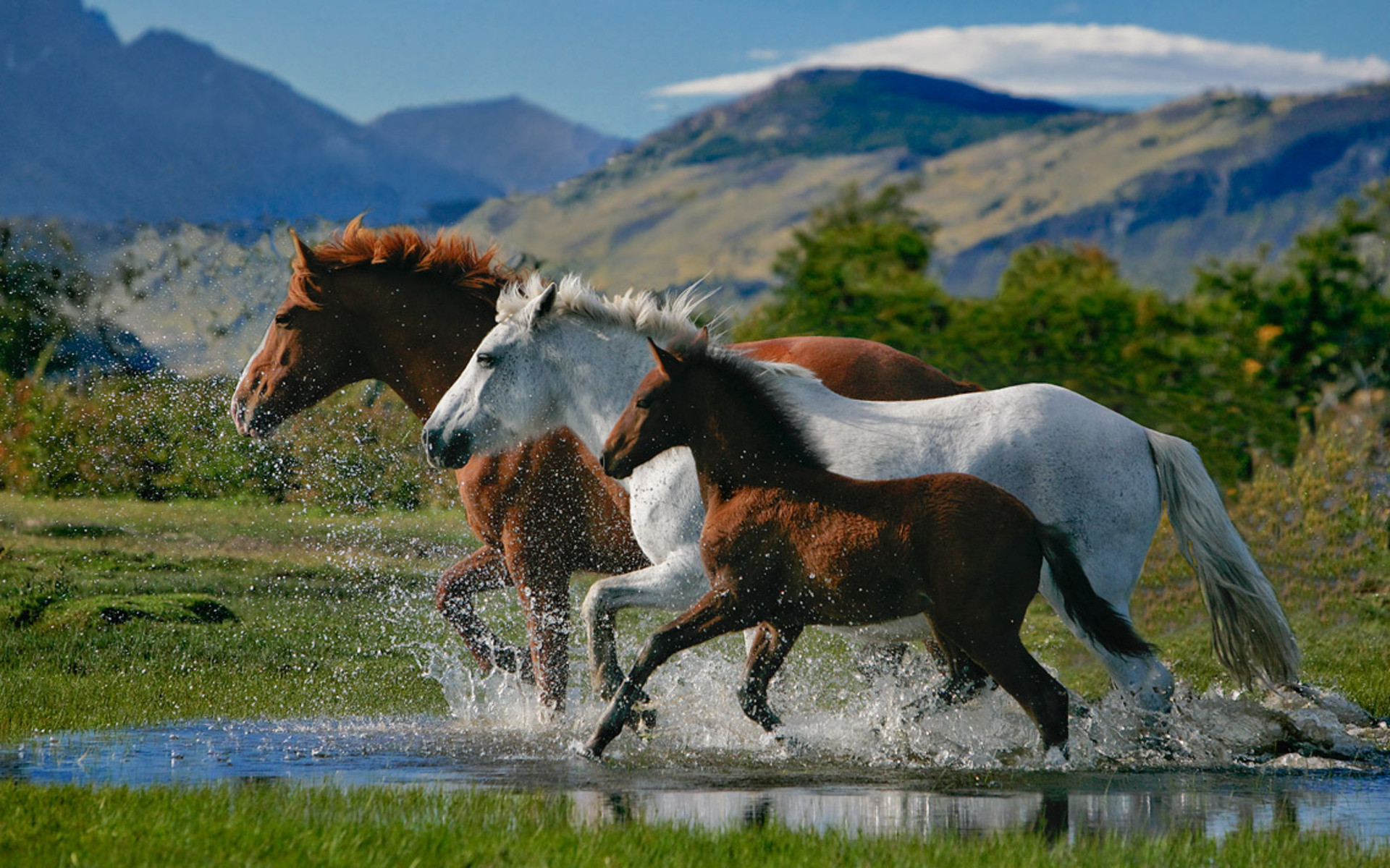 Clydesdale Horses Wallpaper (49+ images)