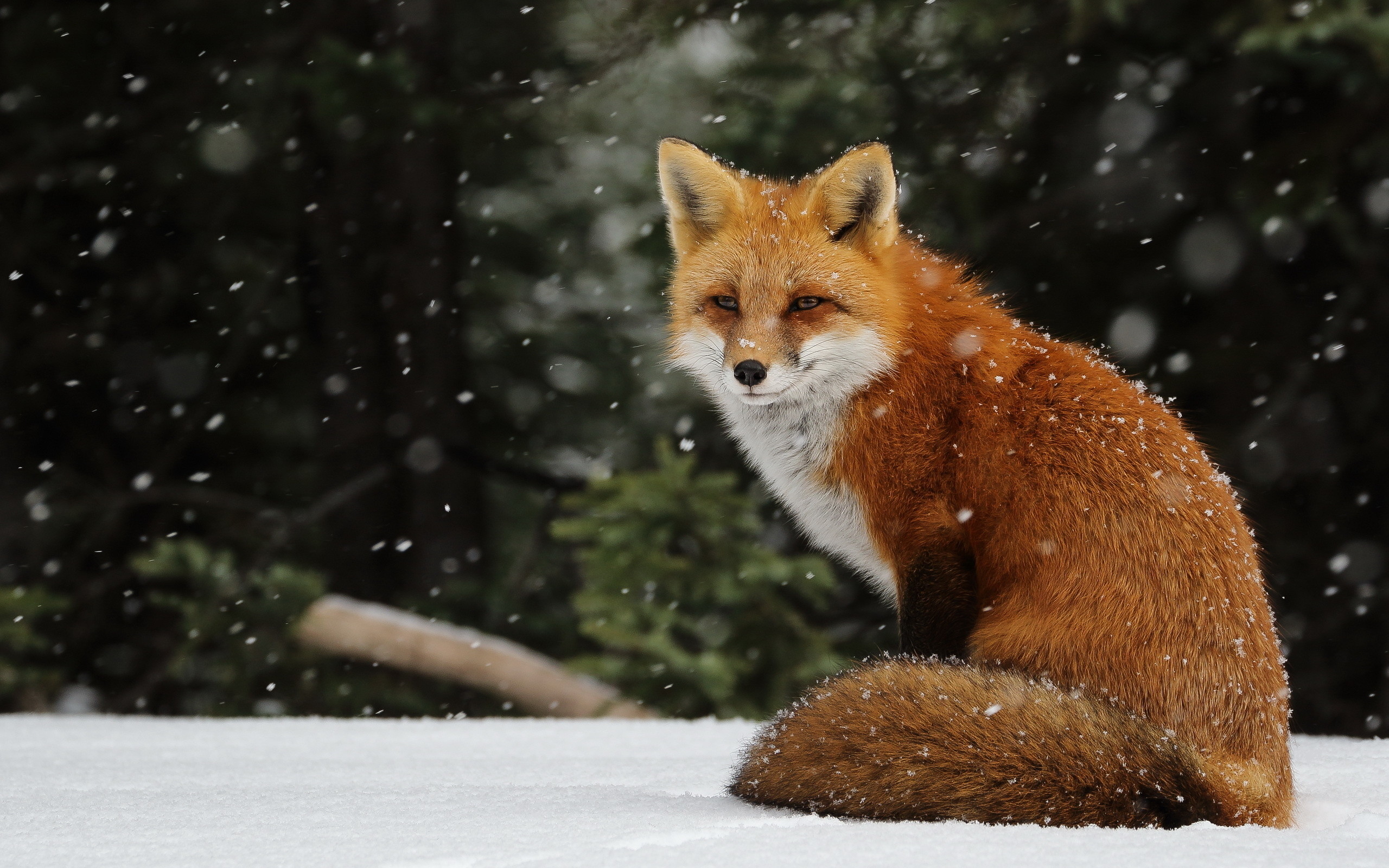 Animal Winter Desktop Wallpaper (59+ images)