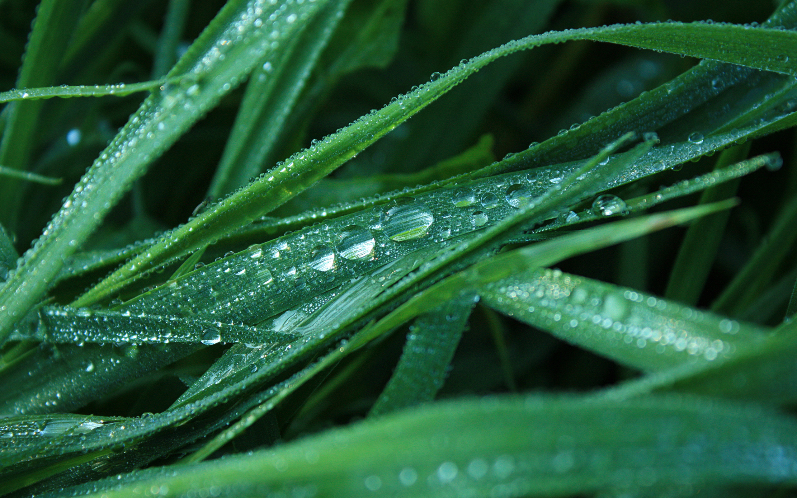 Tears Wallpapers (69+ images)