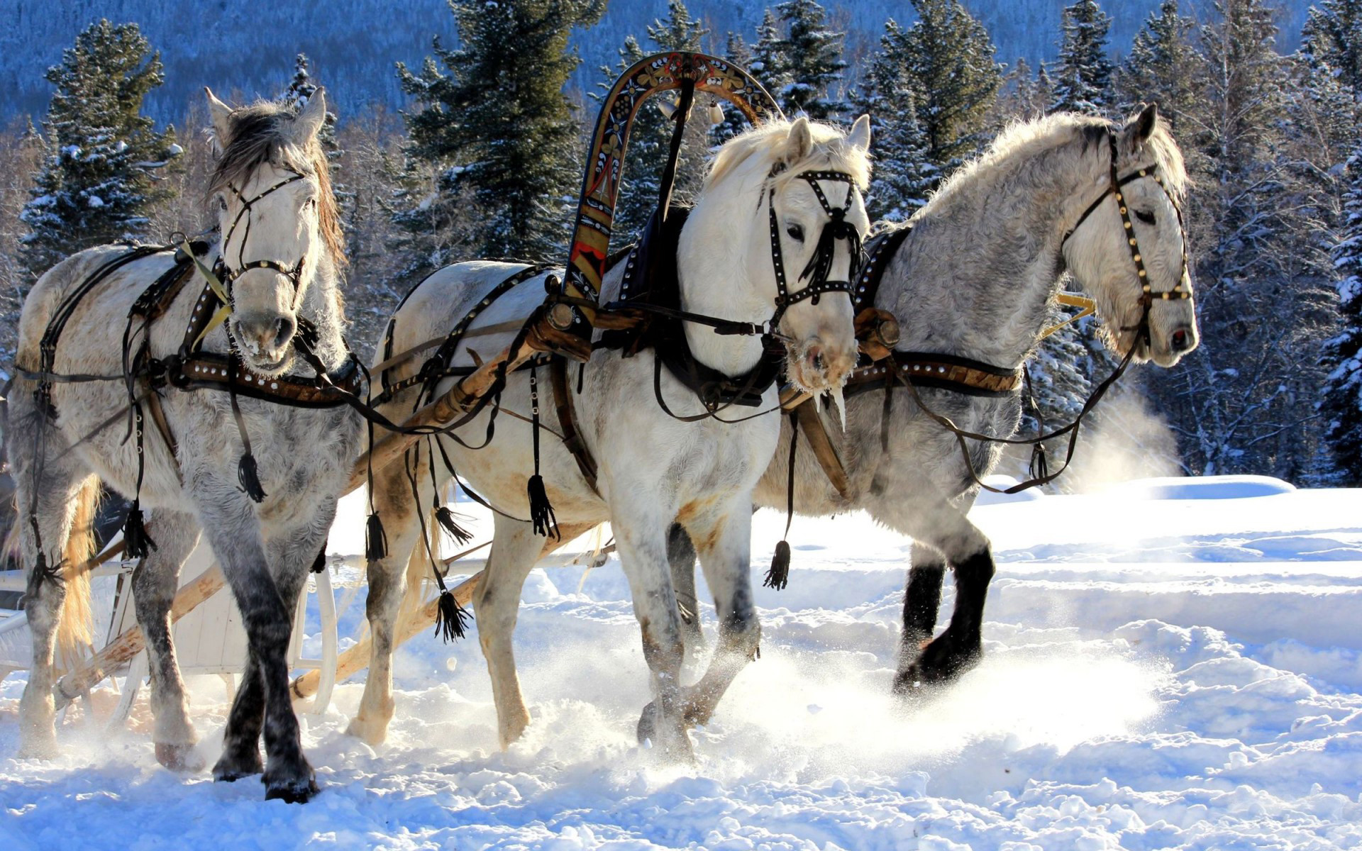 Winter Horse Wallpaper (55+ images)