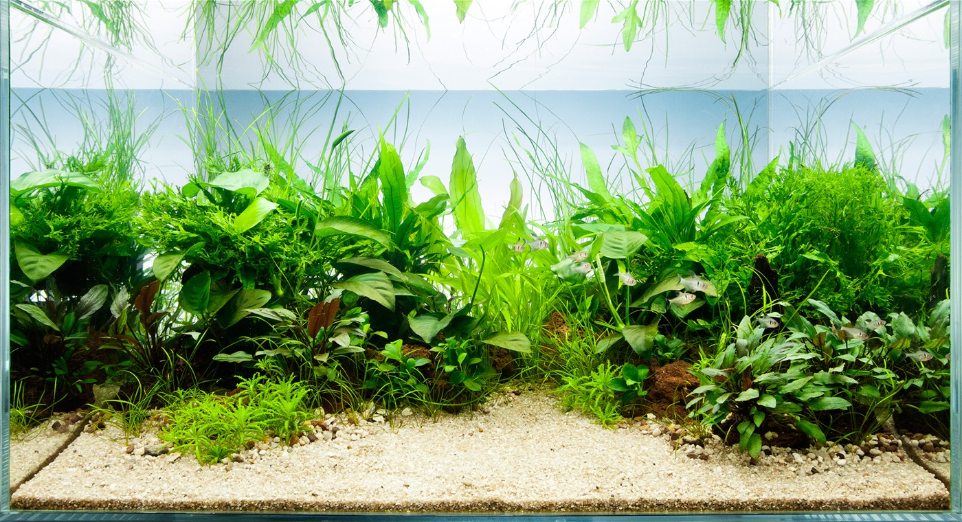 What Plants Can Be Grown In A Freshwater Aquarium? Get Wet Ponds