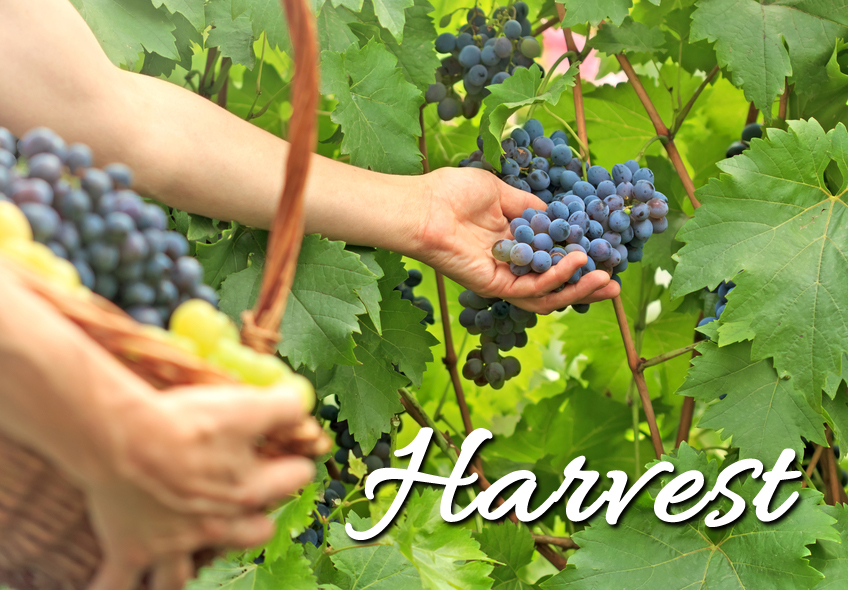 2015 Word of the Year Harvest Get Your Thin On!