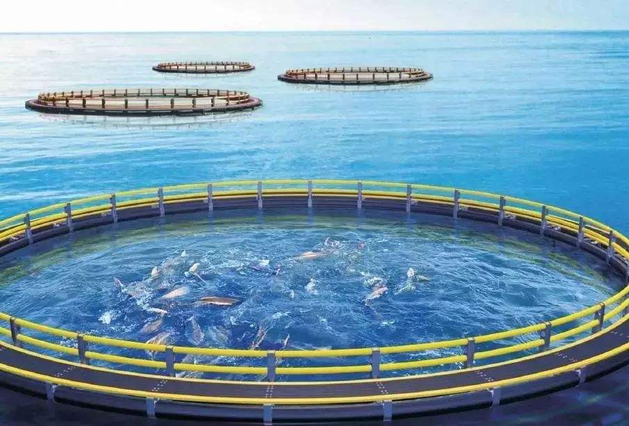 Overseas deep sea cage aquaculture development trends