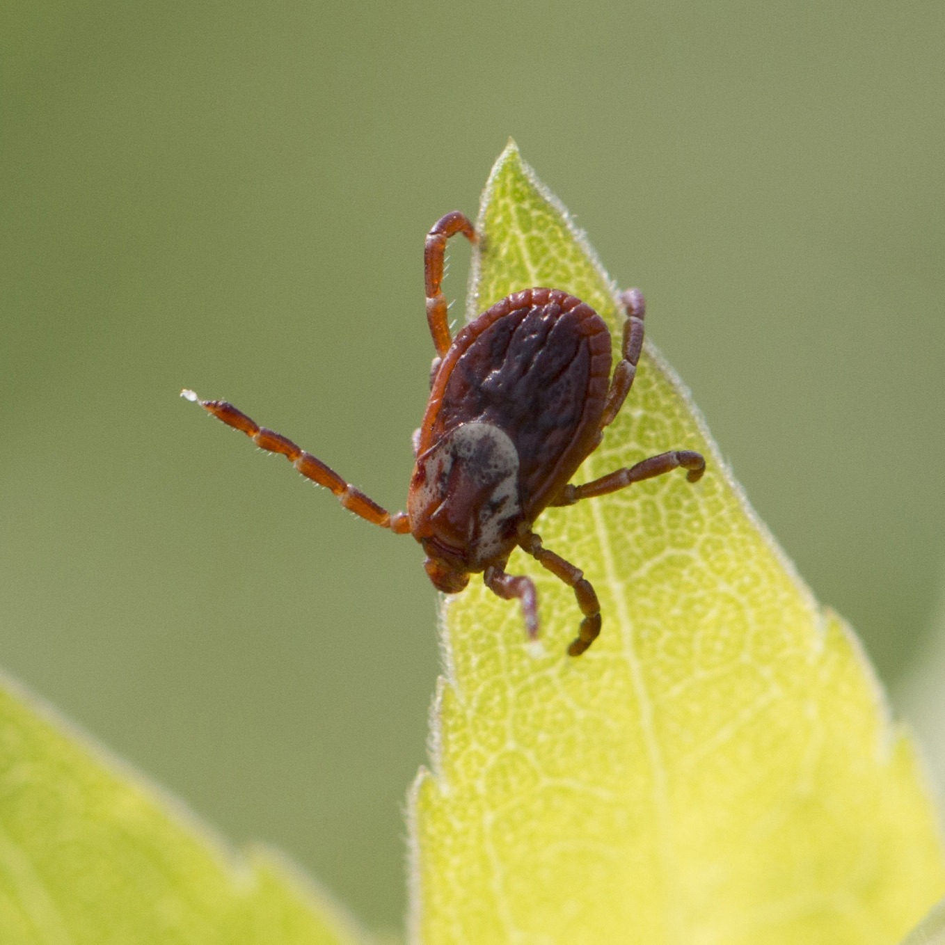 Ticks North Dakota Game and Fish