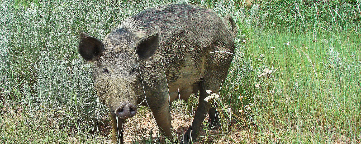 Avoiding Problems with Feral Pigs North Dakota Game and Fish