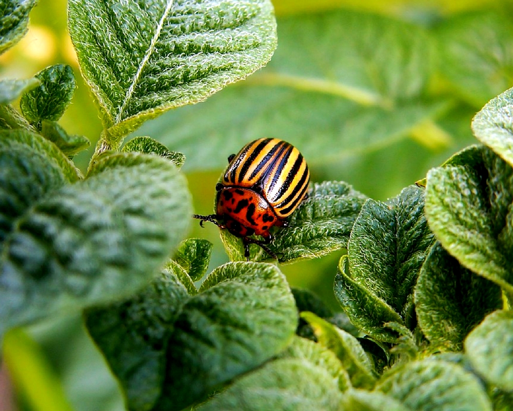INCREDIBLE BENEFITS OF BEETLES