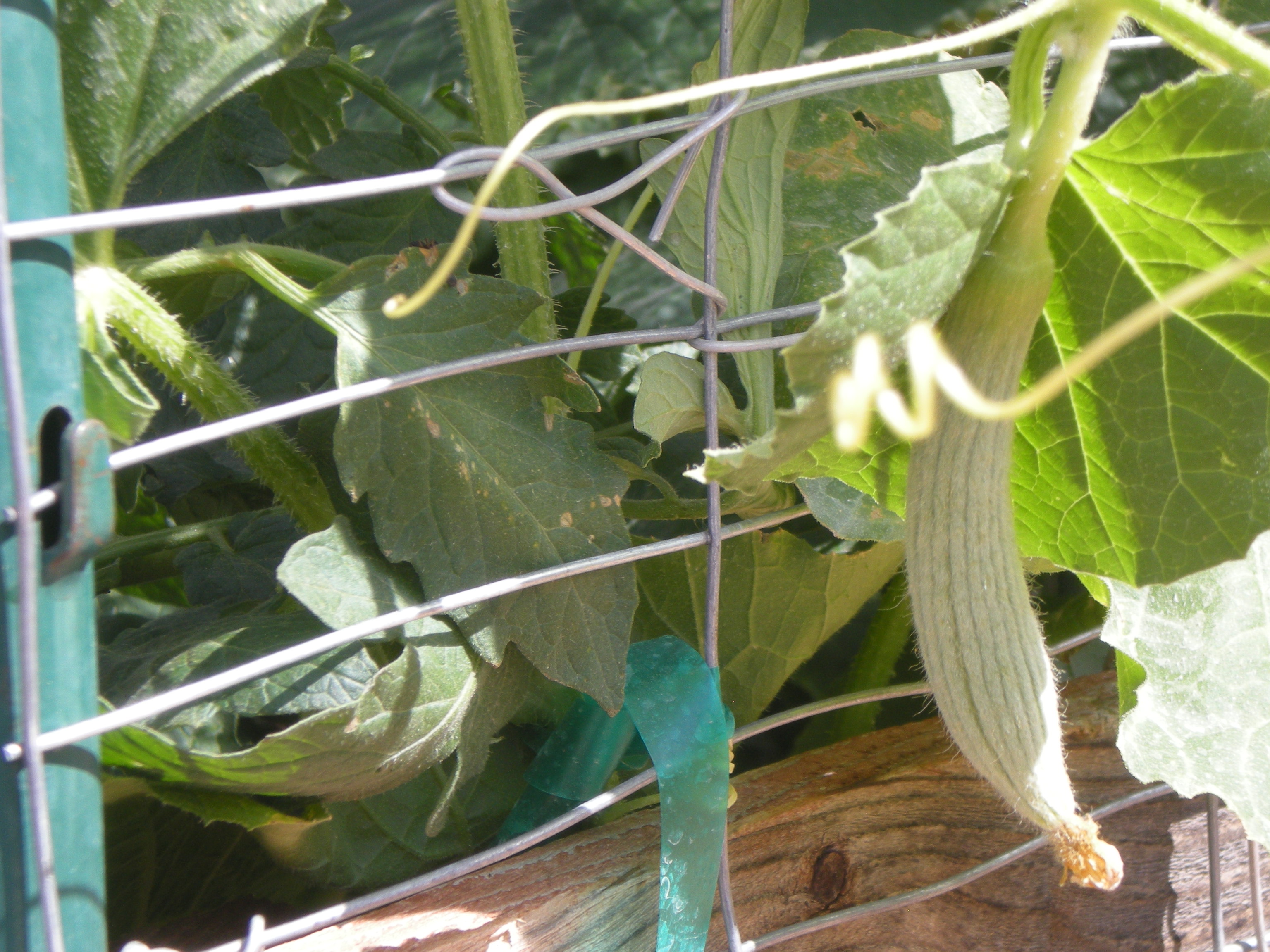 Backyard Garden 2011 gfcelebration