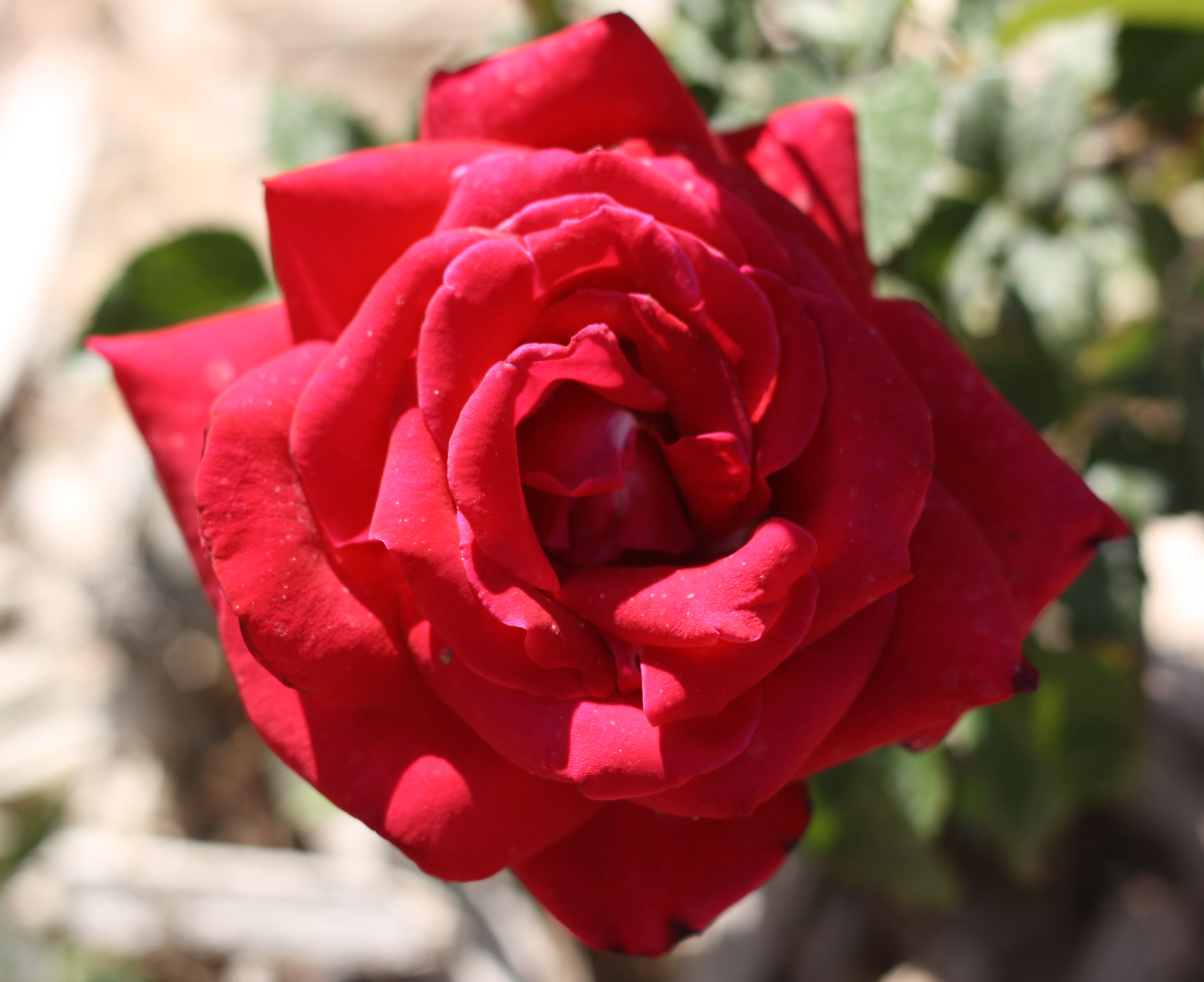 New Mexico in Bloom gfcelebration