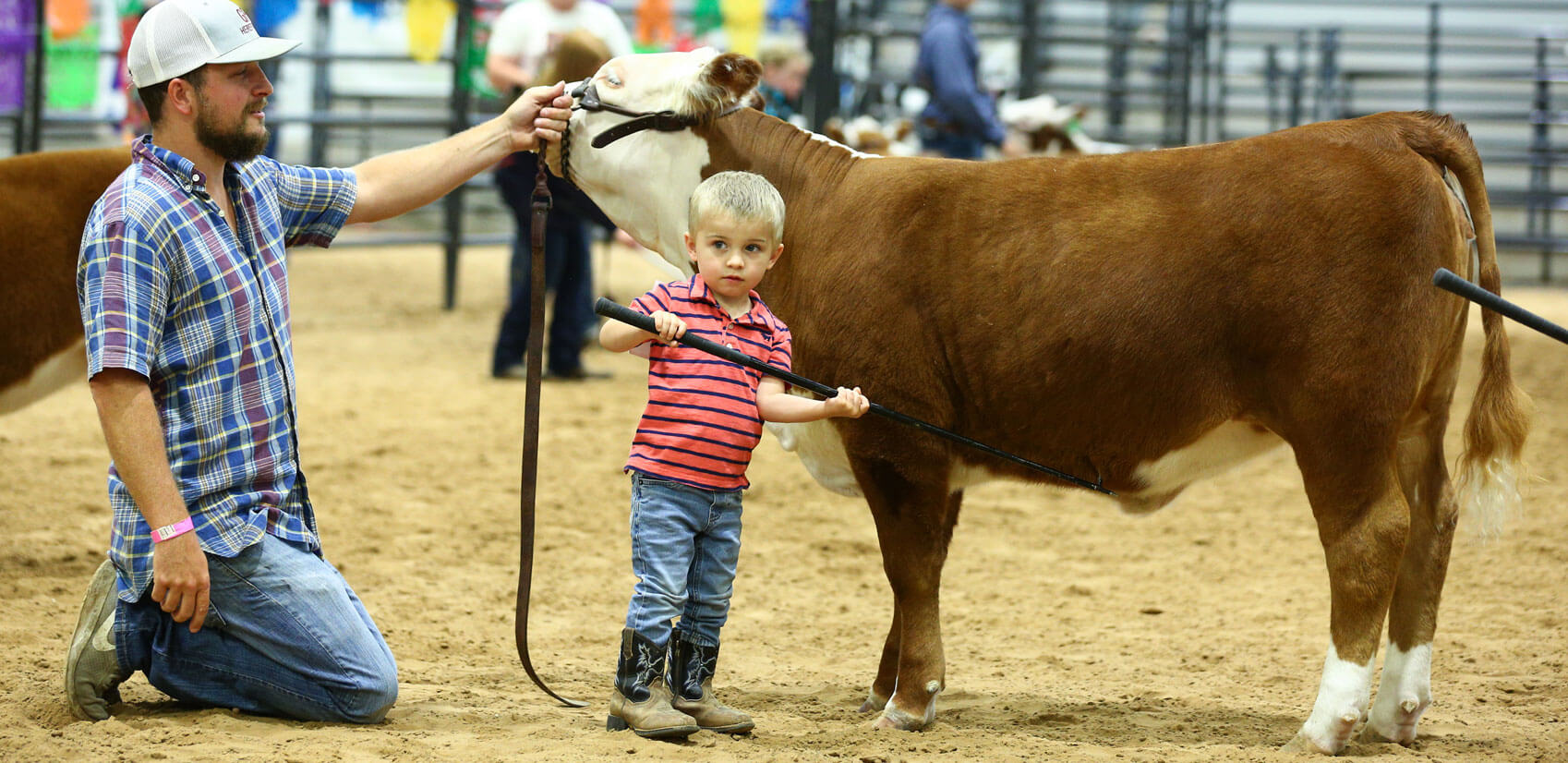Glory Farms Miniature Herefords Streetman, Texas
