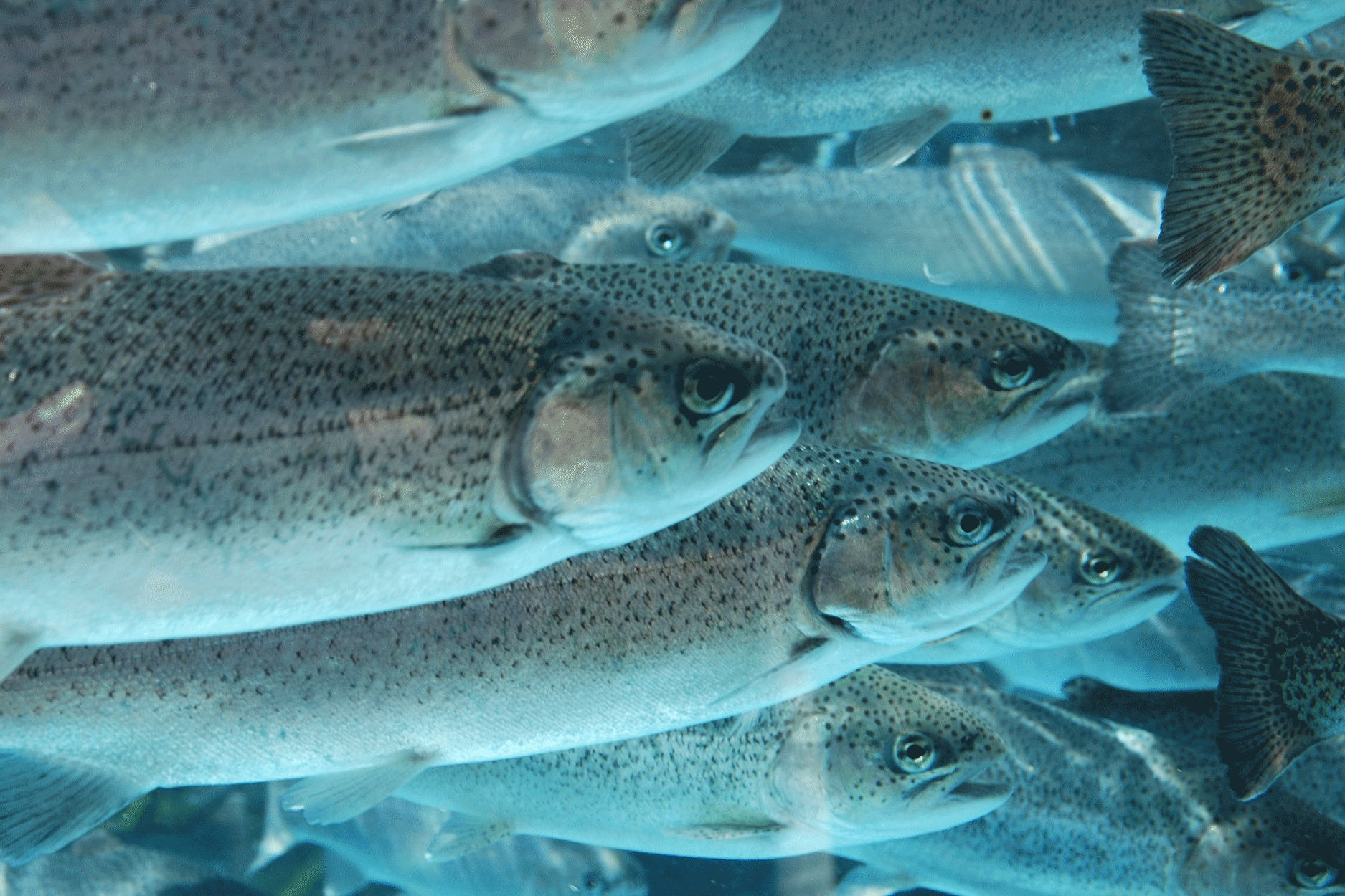 Fish cell cultures The Good Food Institute