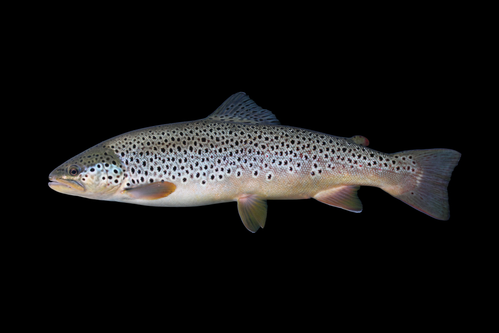 Brown Trout South Dakota Game, Fish, and Parks