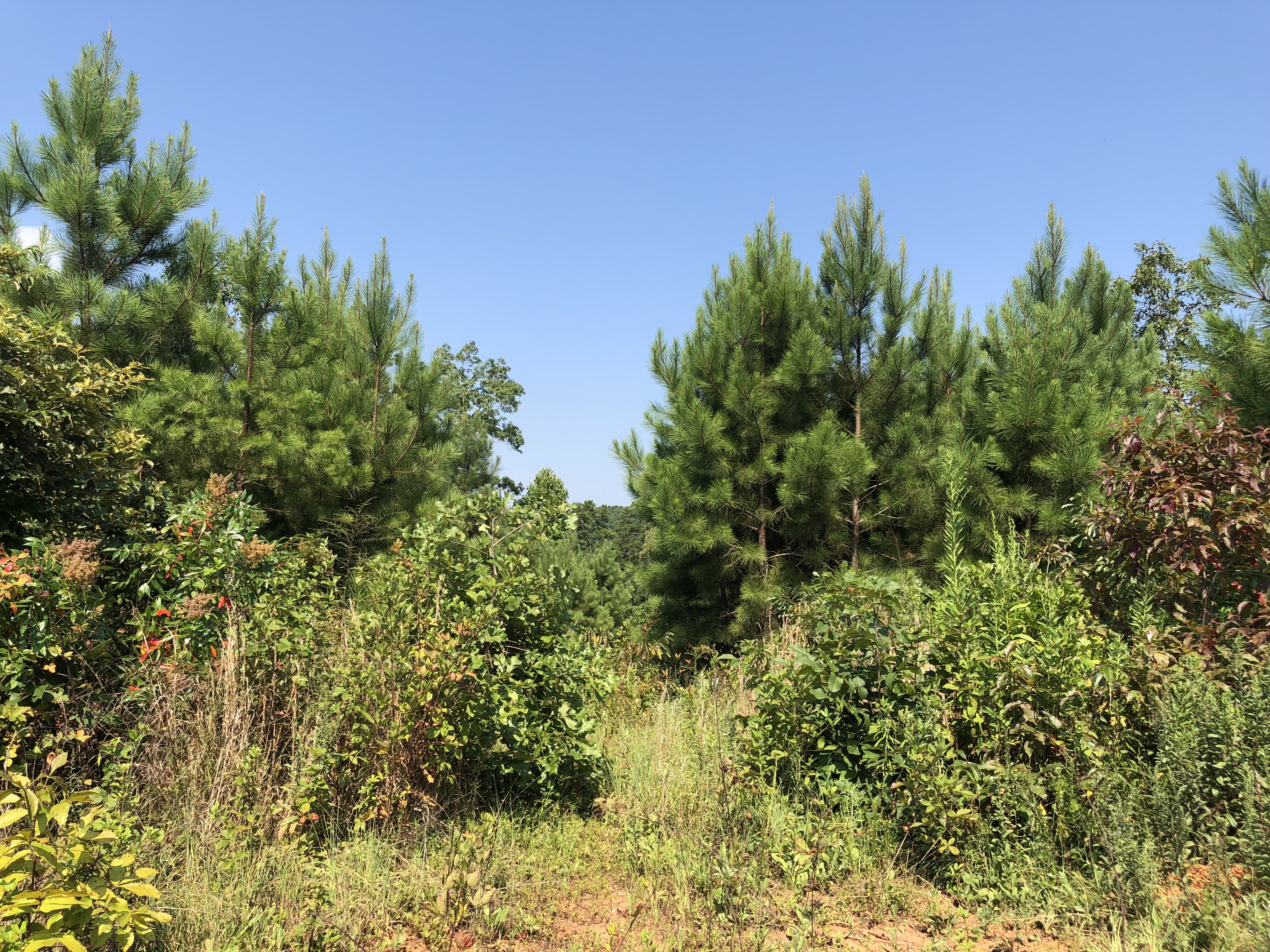 30.616+ Acres Bordering Corp of Engineers Land Lake Allatoona