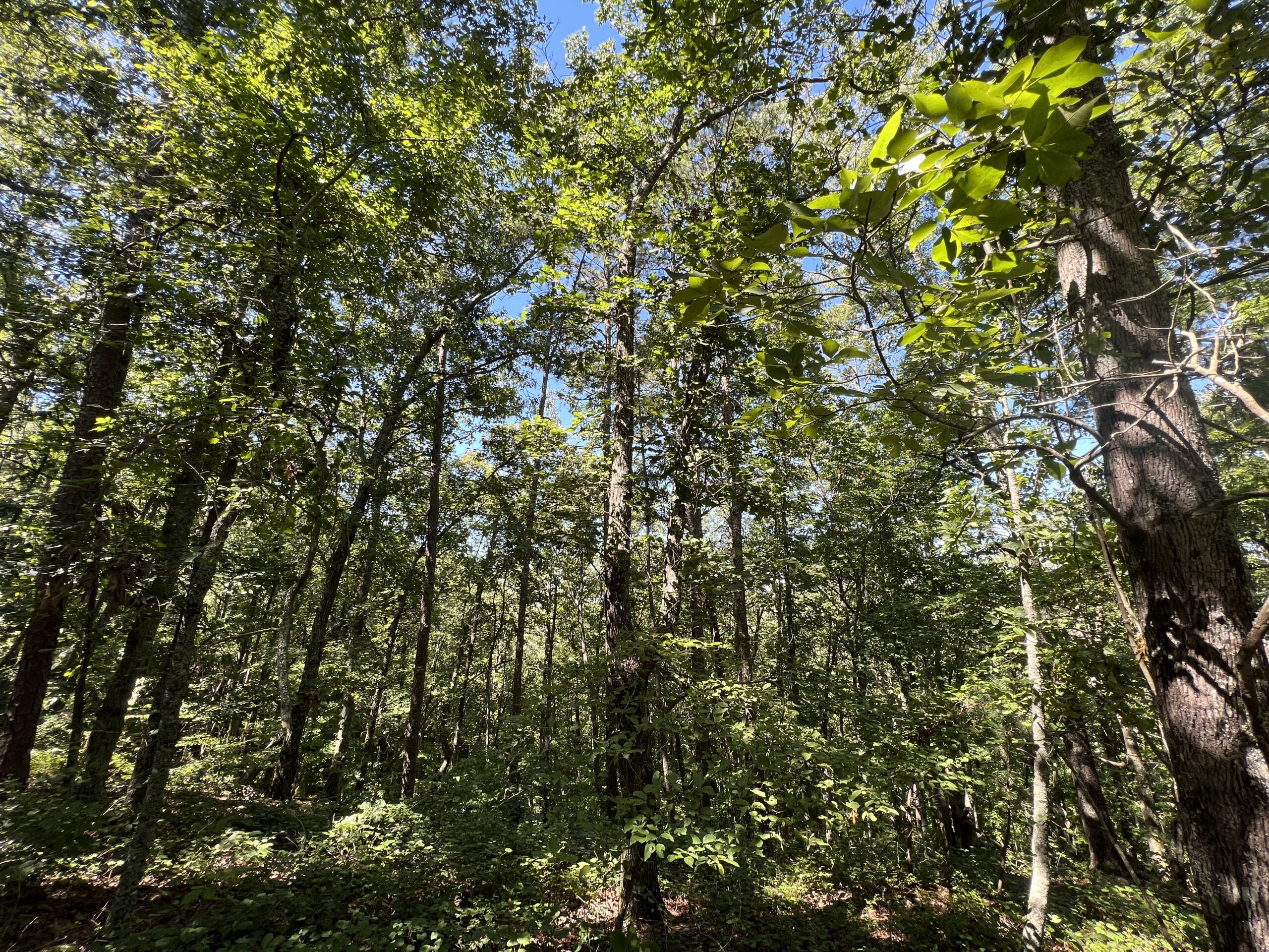 LAKE ALLATOONA LOT F. Willis, Realty