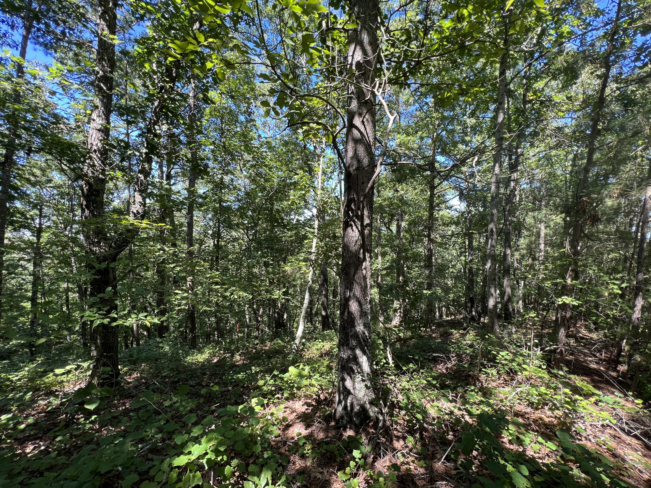 LAKE ALLATOONA LOT F. Willis, Realty