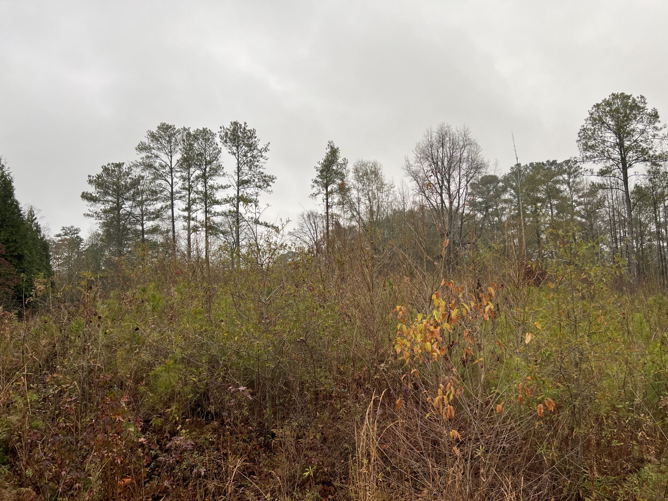 36 Earle Drive F. Willis, Realty