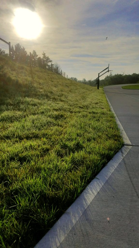 The Best Time To Plant LM Grass In South Africa Greater Good SA