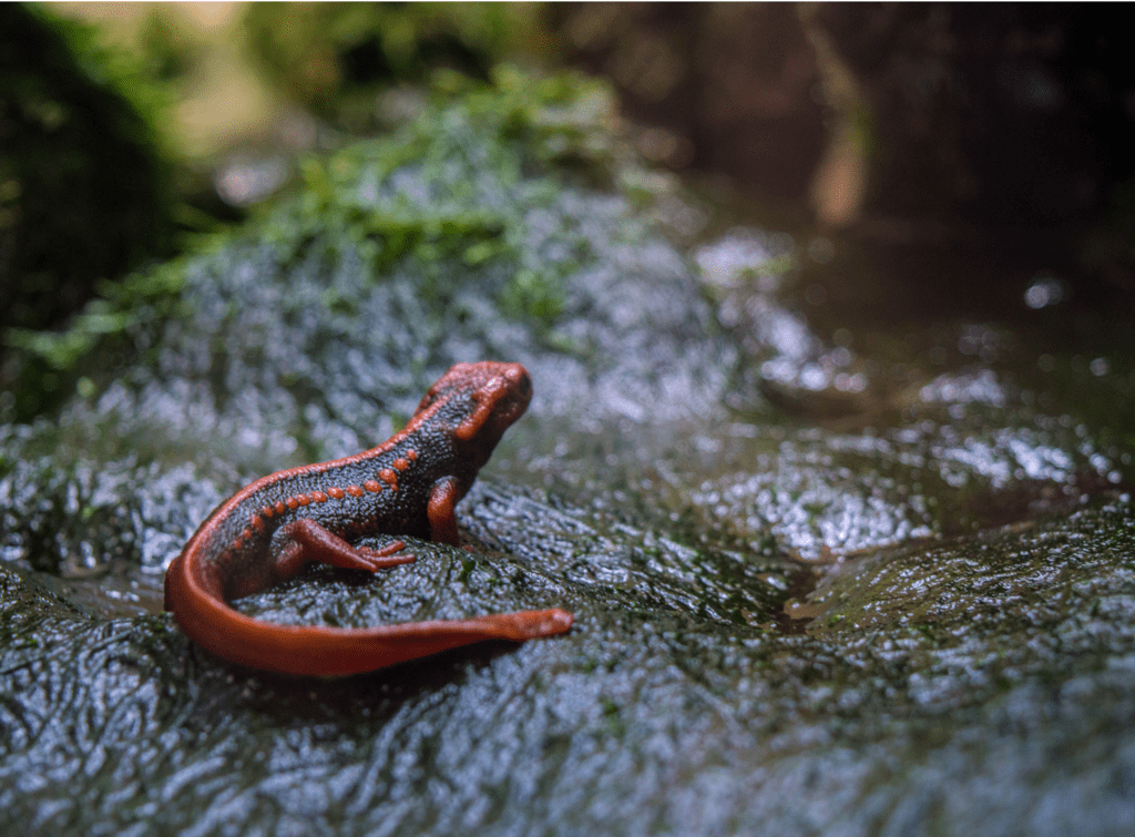 A new pandemic is threatening salamanders Greater Greater Washington