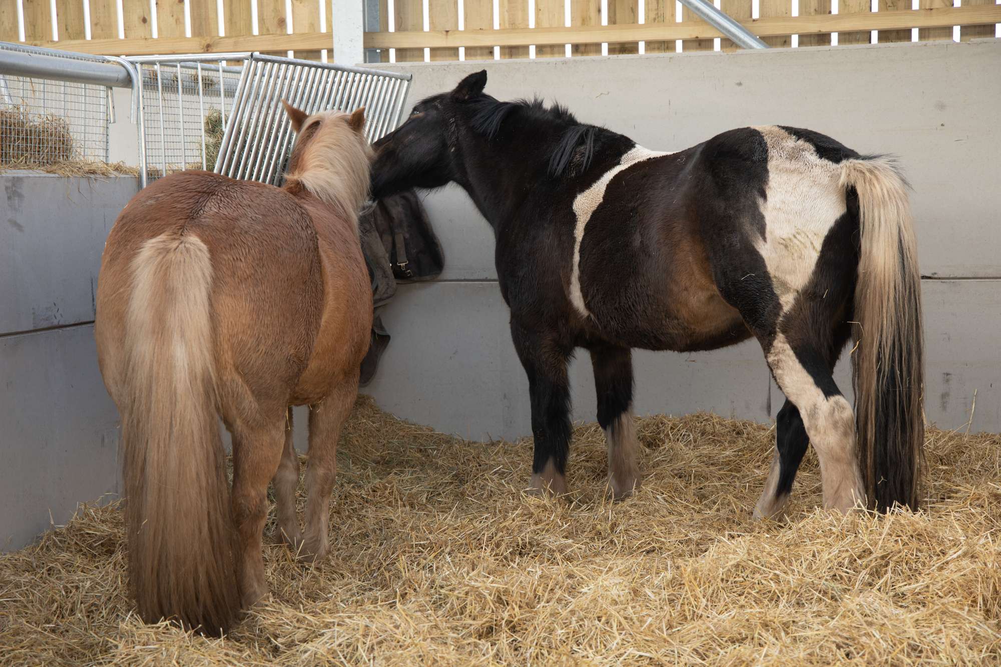 Equine Barn Duo GH Construction