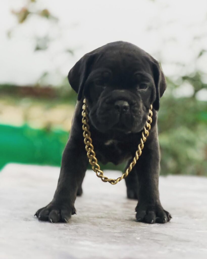 Ghai Dog Kennel Best Dog Kennel In Chandigarh