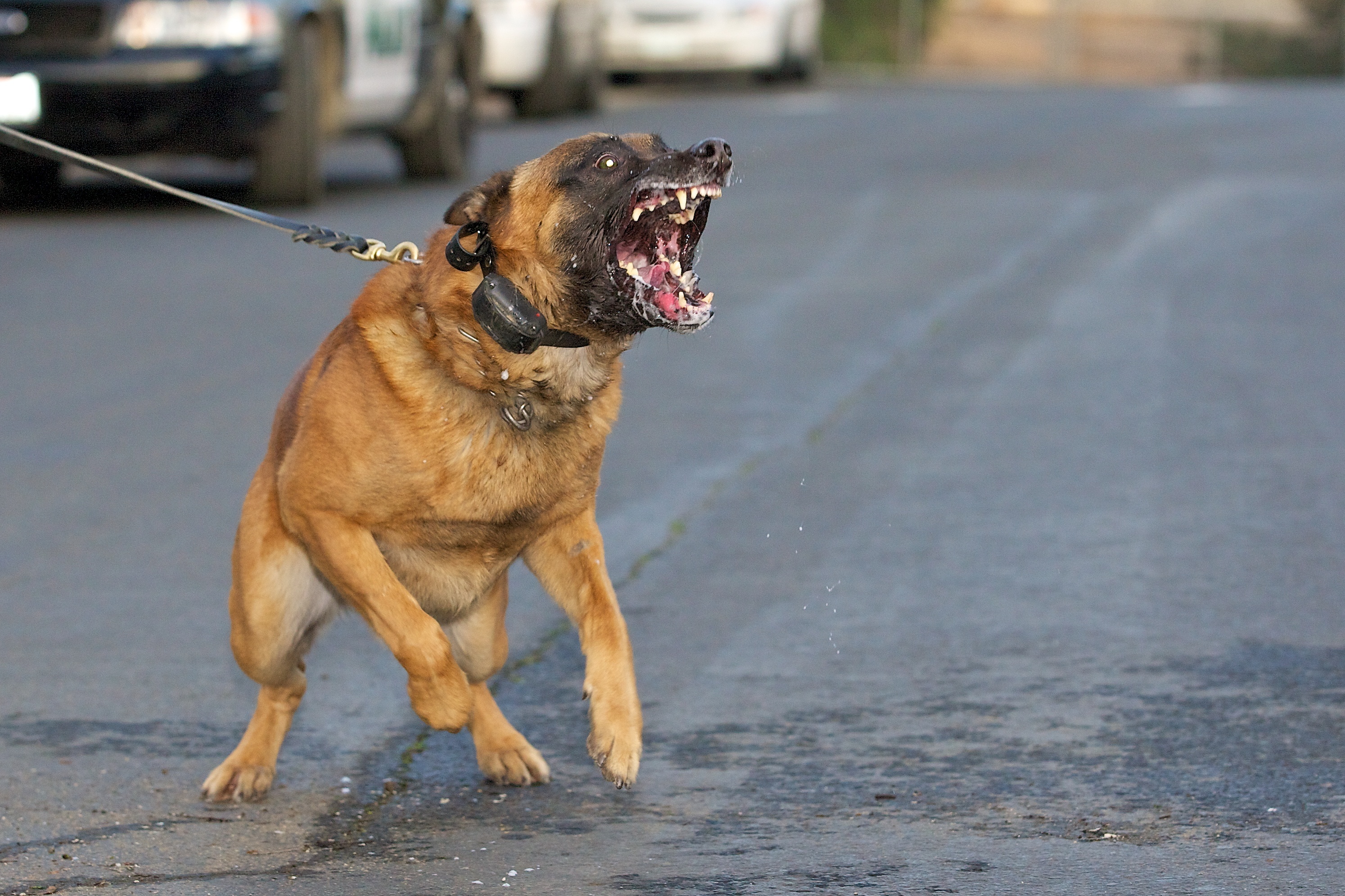Dog Bites Kennesaw & Acworth, GA Law Offices of Roger Ghai