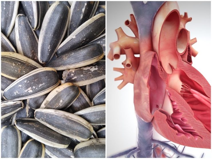Sunflower Seeds Benefits सूरजमुखी के बीज करेंगे Heart Attack और High Cholesterol की समस्याओं को