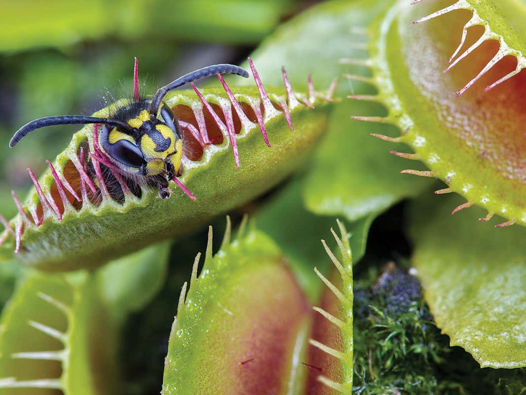 10 Carnivorous Plants That Feed On Animals
