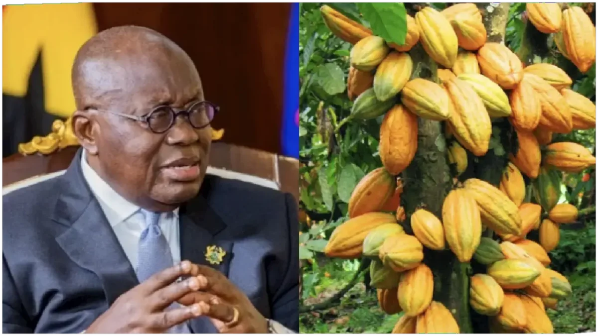 Cocoa Prices Increase by 58.26 in Ghana Farmers are Happy? GH EDUCATE
