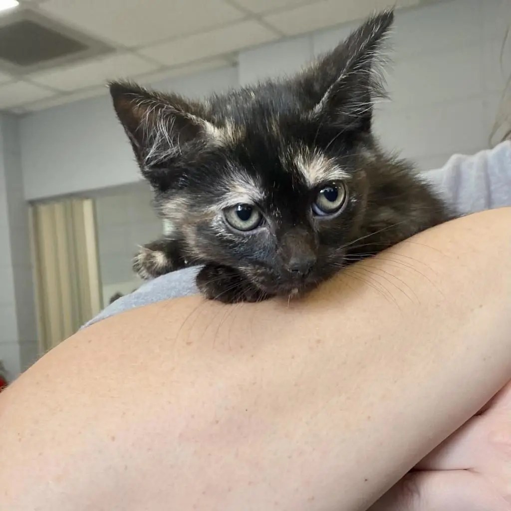 87 Adoptions and 15k! Greater Huntsville Humane Society