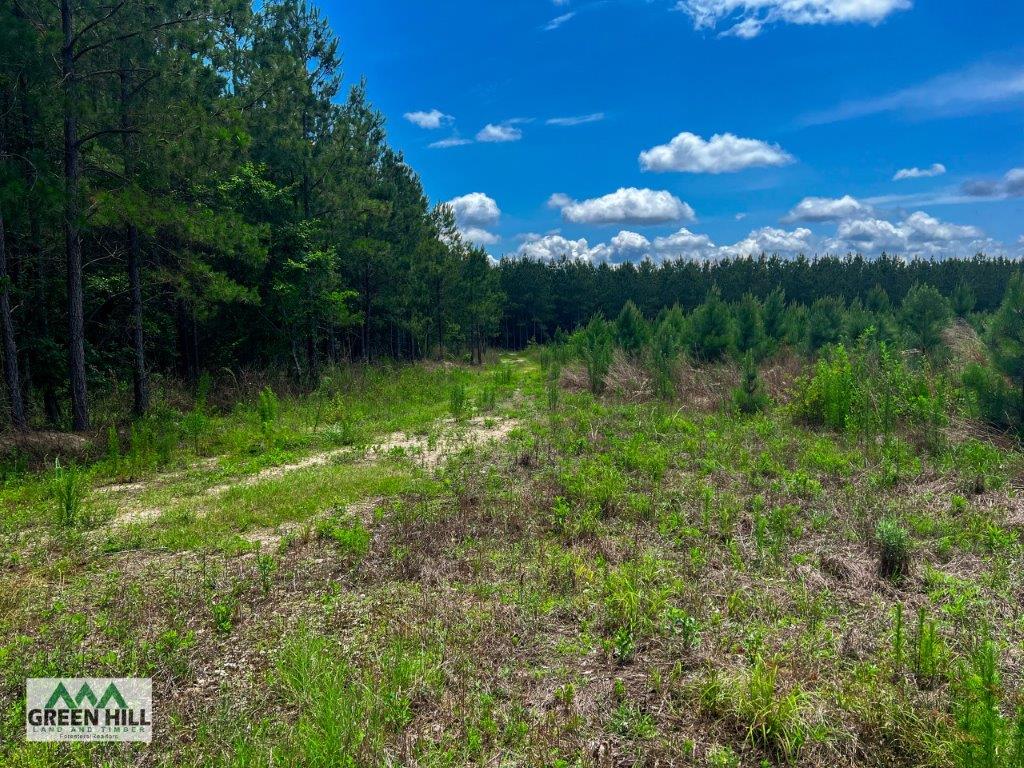 Marion County GA 30 104 Acres +/ Green Hill Land & Timber