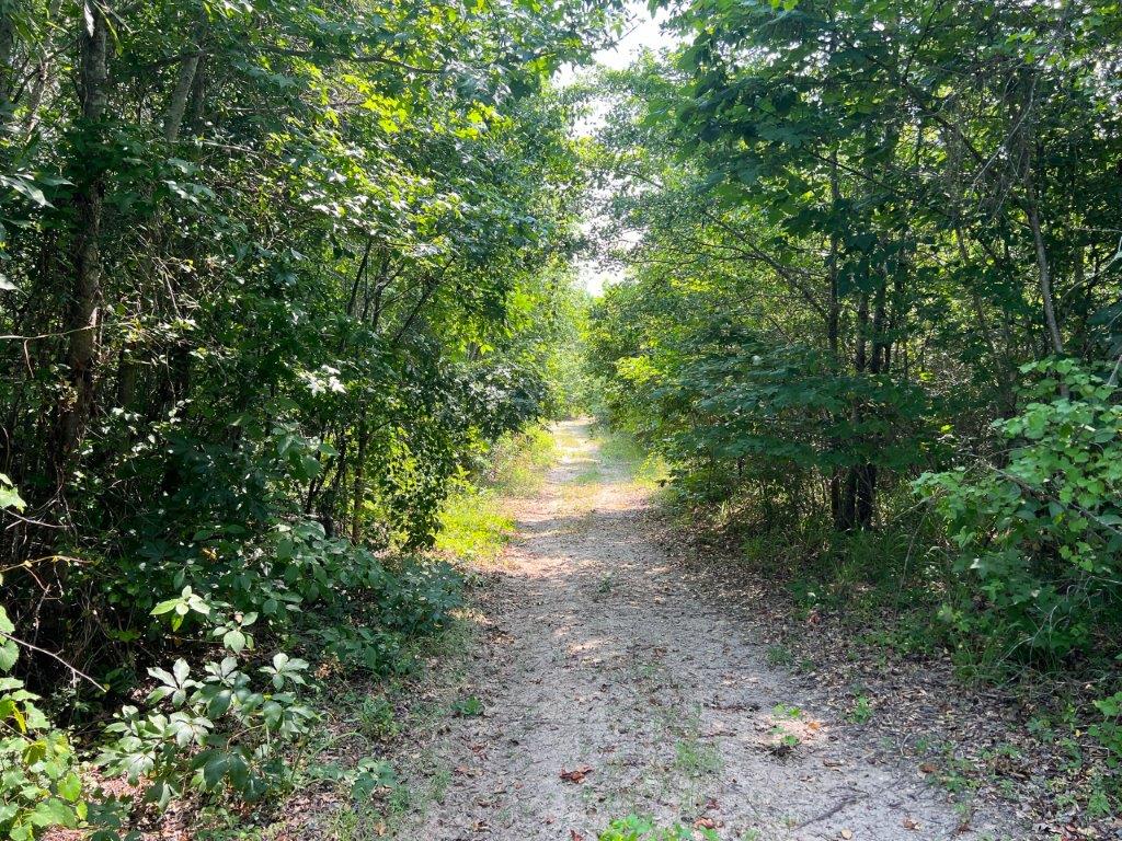 Wilkinson County GA 100 Acres +/ Green Hill Land & Forestry