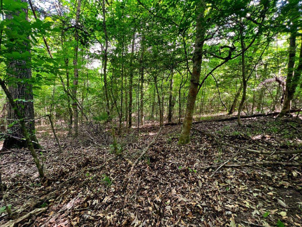 Wilkinson County GA 100 Acres +/ Green Hill Land & Forestry