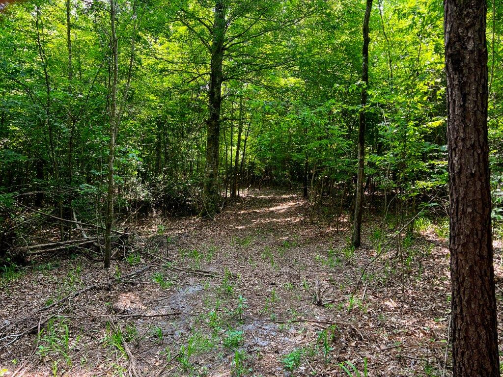 Wilkinson County GA 100 Acres +/ Green Hill Land & Forestry