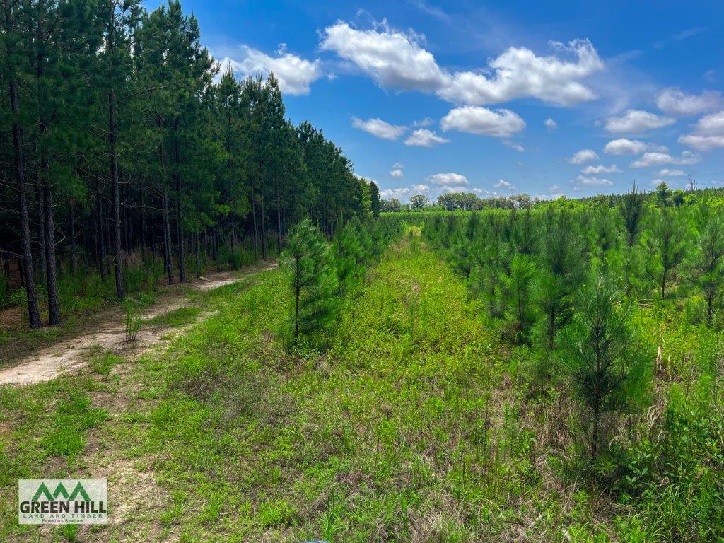 Marion County GA 30 104 Acres +/ Green Hill Land & Timber