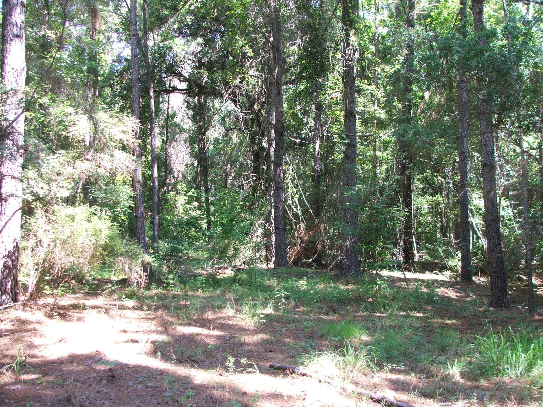 Evans County GA 26 Acres +/ Green Hill Land & Timber