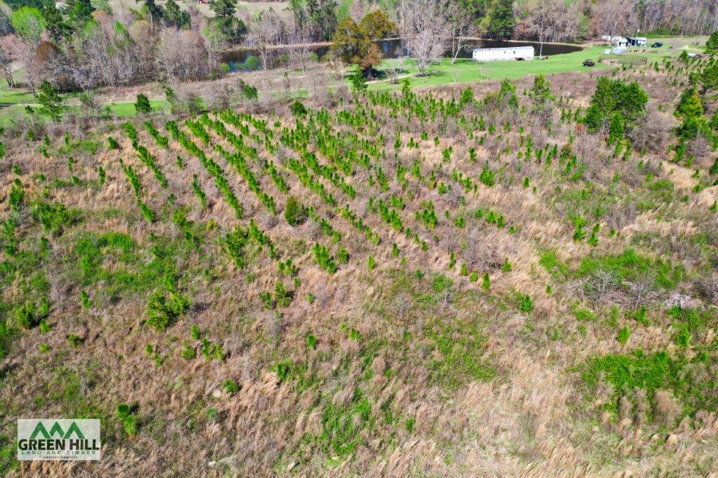 Washington County GA 136 Acres +/ Green Hill Land & Forestry