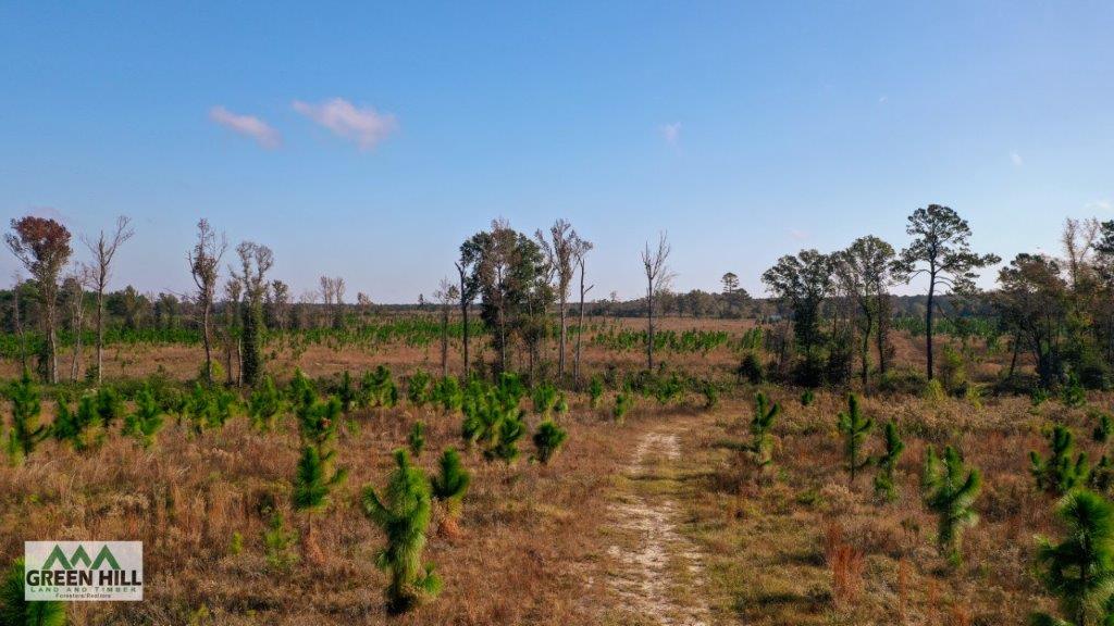 Dodge County GA 101 Acres +/ Green Hill Land & Timber