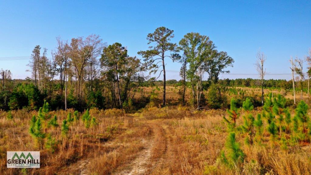 Dodge County GA 101 Acres +/ Green Hill Land & Timber