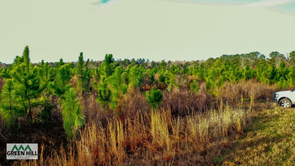 Bleckley County GA 25 Acres +/ Land for Sale Green Hill Land & Forestry