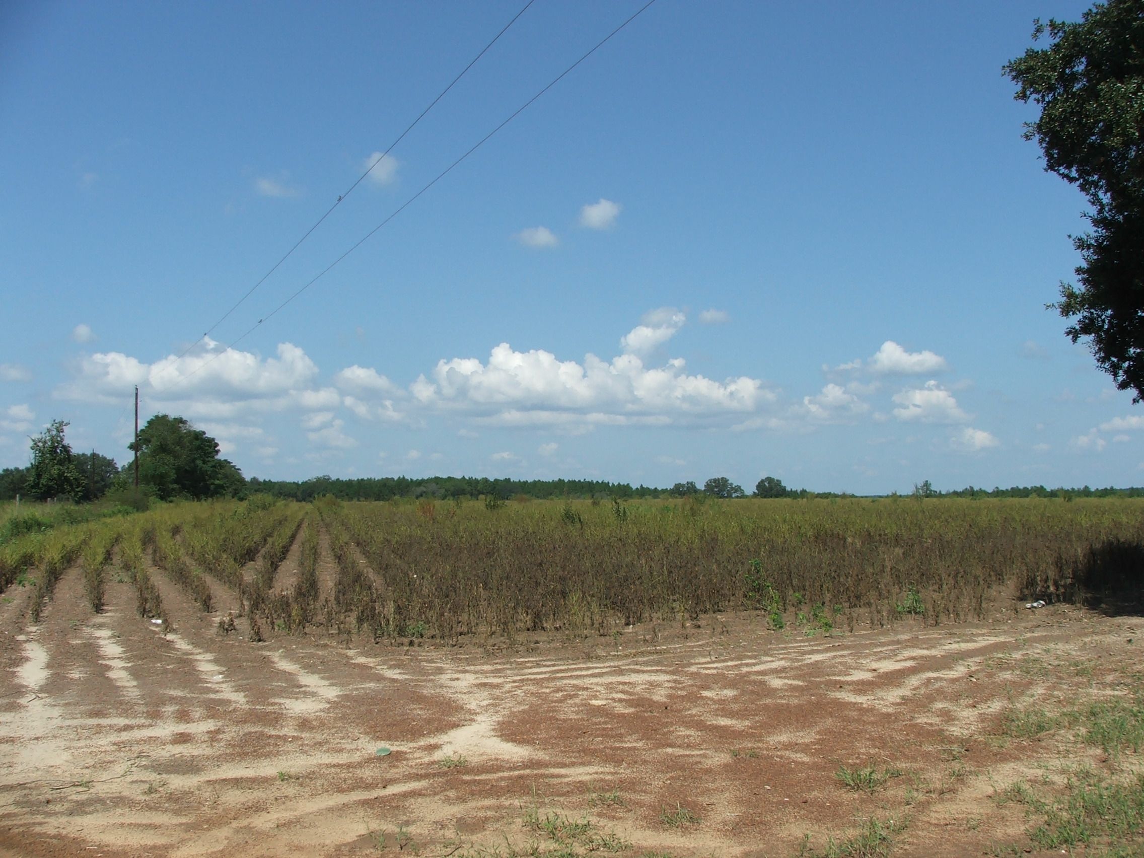 Toombs County GA 230 Acres +/ Green Hill Land & Timber