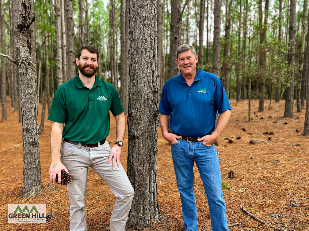 A Guide to Pine Trees in Green Hill Land & Timber