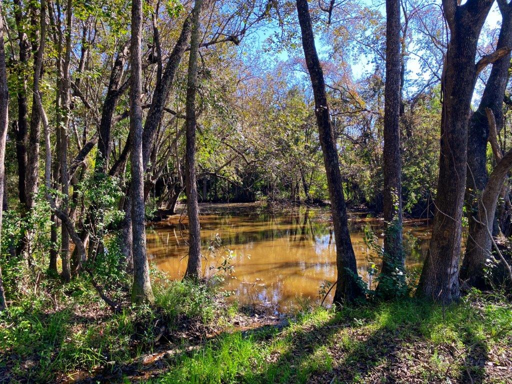 Crisp County, GA 84 Acres +/ For Sale Green Hill Land & Timber