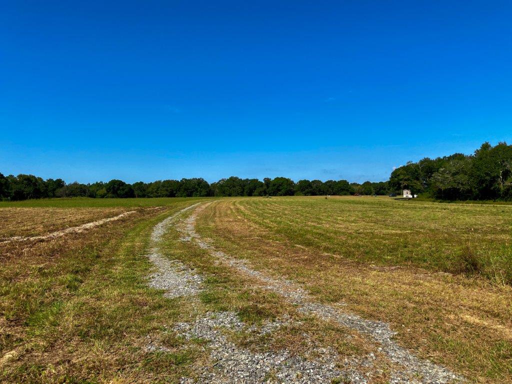 Crisp County, GA 84 Acres +/ For Sale Green Hill Land & Timber