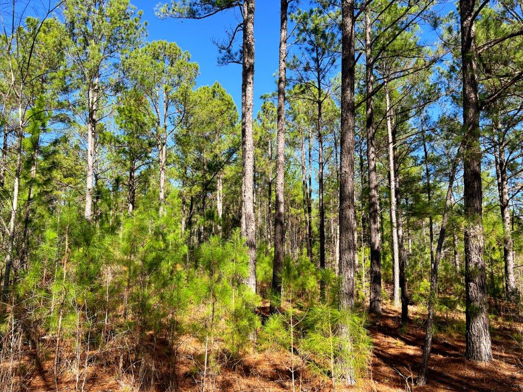 Johnson County GA 51 Acres +/ Green Hill Land & Timber