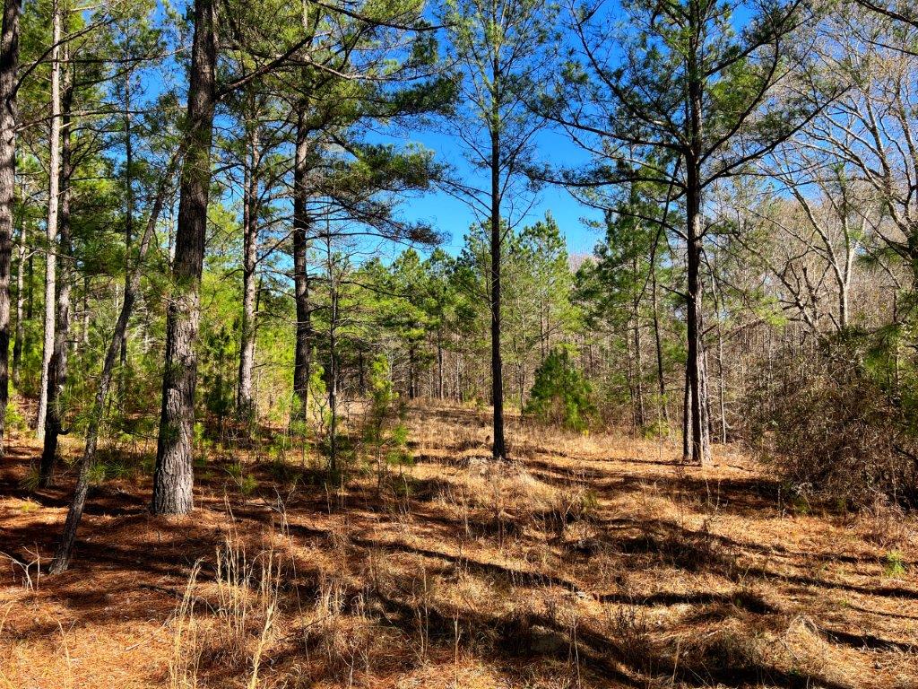 Johnson County GA 51 Acres +/ Green Hill Land & Timber