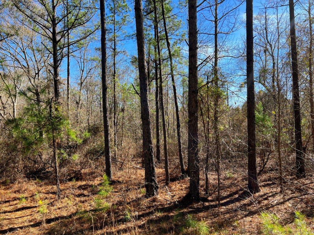 Johnson County GA 51 Acres +/ Green Hill Land & Timber