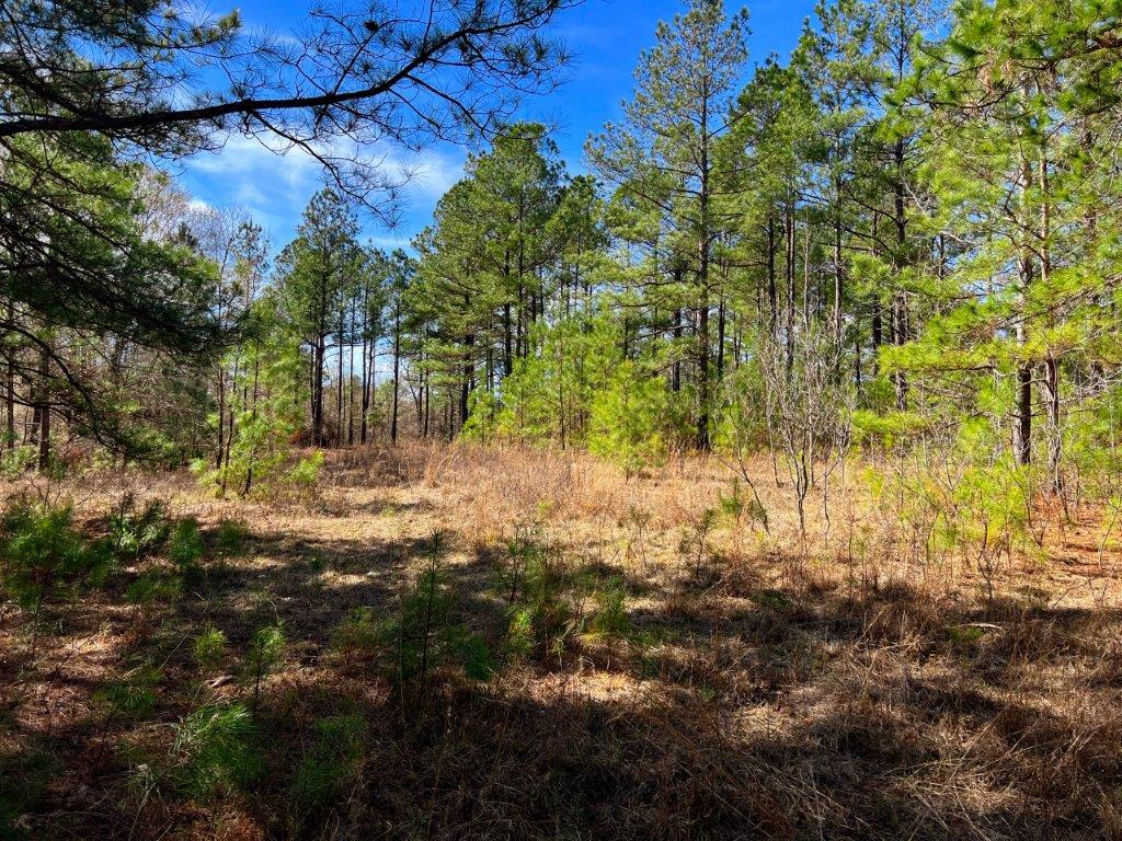 Johnson County GA 51 Acres +/ Green Hill Land & Timber