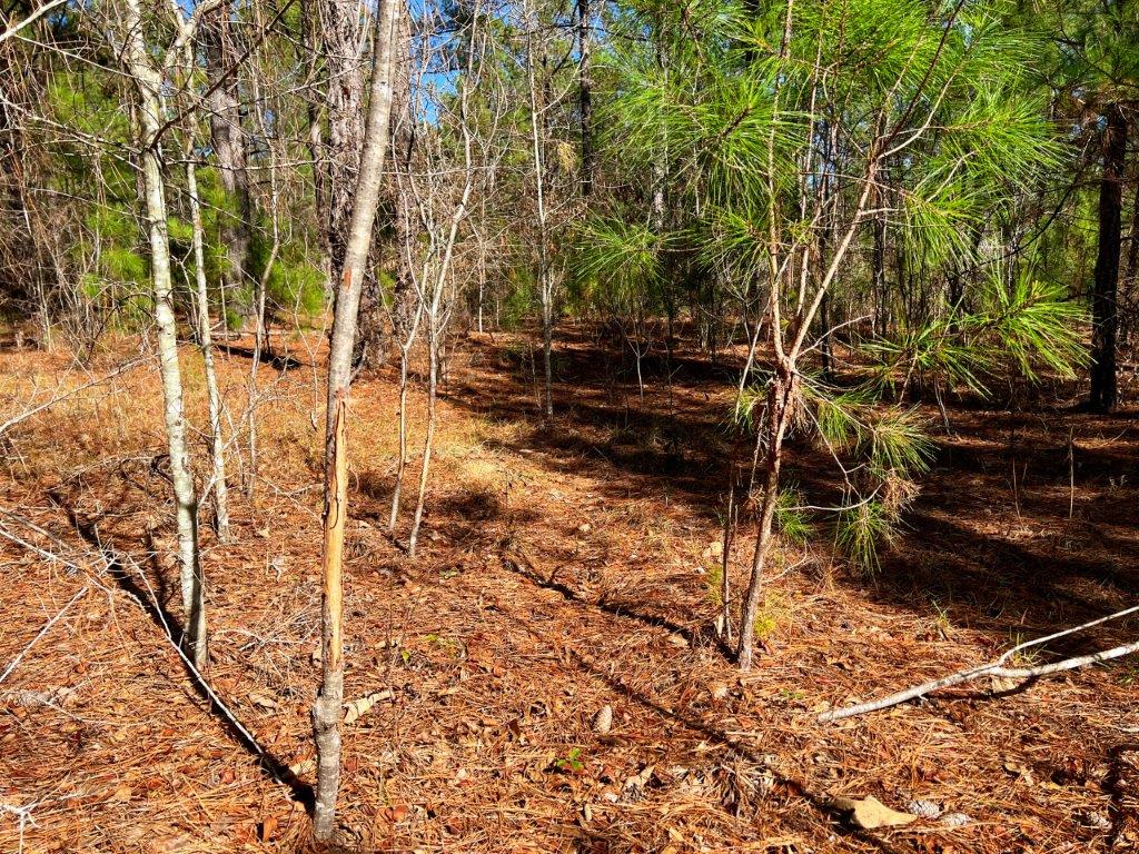 Johnson County GA 51 Acres +/ Green Hill Land & Timber